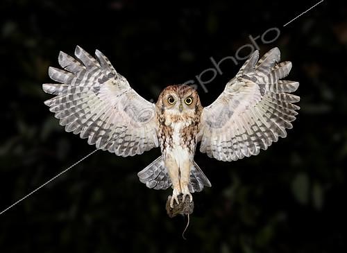 Biosphoto | 2412858 | Petit-duc maculé (Megascops asio) en vol avec un petit rongeur dans ses serres, Texas, USA | &copy; Alan Murphy / BIA / Biosphoto