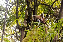 Biosphoto | 2584507 | Petit panda ou Panda roux (Ailurus fulgens), jeune dans un arbre, Parc national de Singalila, Népal | &copy; Sylvain Cordier / Biosphoto