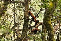 Biosphoto | 2584510 | Petit panda ou Panda roux (Ailurus fulgens), femelle avec deux jeunes dans un arbre, Parc national de Singalila, Népal | &copy; Sylvain Cordier / Biosphoto