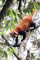 Biosphoto | 2584506 | Petit panda ou Panda roux (Ailurus fulgens), mâle adulte dans un arbre, Parc national de Singalila, Népal | &copy; Sylvain Cordier / Biosphoto