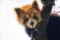 Biosphoto | 2584518 | Petit panda ou Panda roux (Ailurus fulgens), mâle adulte dans un arbre, Parc national de Singalila, Népal | &copy; Sylvain Cordier / Biosphoto
