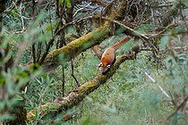 Biosphoto | 2584519 | Petit panda ou Panda roux (Ailurus fulgens), mâle adulte dans un arbre, Parc national de Singalila, Népal | &copy; Sylvain Cordier / Biosphoto