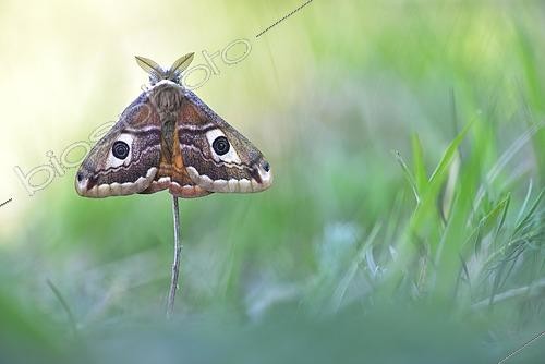 Biosphoto | 2429346 | Petit-paon-de-nuit (Saturnia pavonia) mâle, Thuringe, Allemagne | &copy; Kevin Prönnecke / imageBROKER / Biosphoto