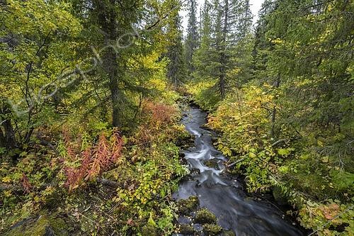 Biosphoto | 2553590 | Petit ruisseau coulant dans une forêt d'automne, parc national de Sarek, Laponie, Suède. | &copy; Robert Haasmann / imageBROKER / Biosphoto