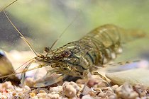 Biosphoto | 2504042 | Petite crevette rose (Palaemon elegans), Côtes-d'Armor, Bretagne, France | &copy; Marie Aymerez / Biosphoto