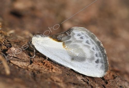 Biosphoto | 2448345 | Petite épine (Cilix glaucata), imago de 11mm mimant une déjection d'oiseau, jardins et lisières, juillet, Bretagne, France | &copy; Dominique Halleux / Biosphoto