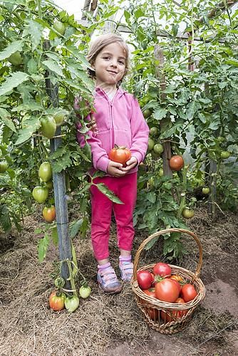Biosphoto | 2138039 | Petite fille Récoltant des Tomates 'Coeur de Boeuf' au potager | &copy; Yann Avril / Biosphoto