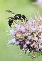 Biosphoto | 2410359 | Petite guêpe potière (Leptochilus regulus) sur fleur de Menthe, Parc naturel régional des Vosges du Nord, France | &copy; Michel Rauch / Biosphoto