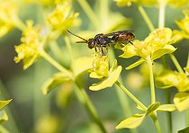 Biosphoto | 2166661 | Petite Nomade (Nomada flavoguttata) butinant sur Euphorbe petit-cyprès, Parc naturel régional des Vosges du Nord, France | &copy; Michel Rauch / Biosphoto