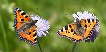 Biosphoto | 2437072 | Petite tortue (Aglais urticae) sur Knautie des champs (Knautia arvensis), Parc naturel régional des Vosges du Nord, France | &copy; Michel Rauch / Biosphoto