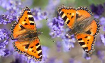 Biosphoto | 2453788 | Petites tortues (Aglais urticae) sur fleurs de lavande, Parc naturel régional des Vosges du Nord, France | &copy; Michel Rauch / Biosphoto