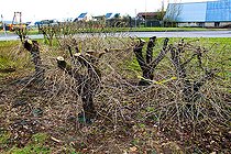 Biosphoto | 2575901 | Petits arbres après un élagage, Change, Sarthe, France | &copy; Michel Gile / Biosphoto