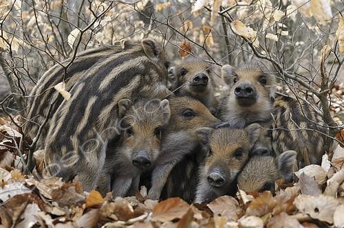 Biosphoto | 2407753 | Petits marcassins (Sus scrofa) se blottissant les uns contre les autres pour se réchauffer, Allemagne | &copy; Frederik / imageBROKER / Biosphoto