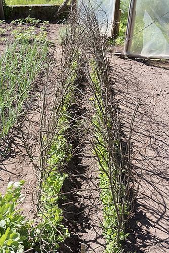 Biosphoto | 2138533 | Petits pois (Pisum sativum) grimpant sur branches de hêtre servant de rames, France | &copy; Yann Avril / Biosphoto