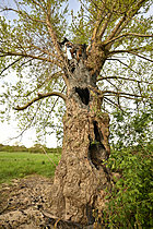 Biosphoto | 2621653 | Peuplier ayant été atteint par la foudre. Maine et Loire, France. | &copy; Guy Piton / Biosphoto