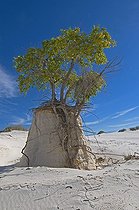 Biosphoto | 1249368 | Peuplier du Rio Grande sur piedestal de sable White Sands NM | &copy; Daniel Heuclin / Biosphoto