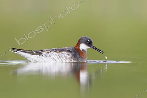 Biosphoto | 2434876 | Phalarope à bec étroit (Phalaropus lobatus) Femelle adulte se nourrissant dans l'eau, Stockholm, Suède | &copy; Ivan Sjögren / Biosphoto