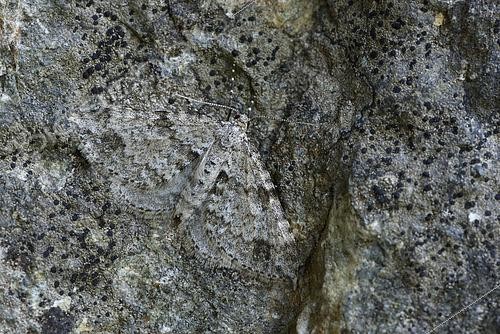 Biosphoto | 2426533 | Phalène des myrtilles (Mesotype didymata) imago sur une roche, Mimétisme, sous-bois à myrtille, Chamrousse, Isère, Alpes, France | &copy; Dominique Halleux / Biosphoto