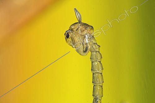Biosphoto | 2618788 | Phanton midge (Chaoborus sp) pupa in stationary position in a pond, city of Couffy, Loir-et-Cher, France | &copy; Bruno Guénard / Biosphoto