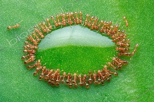 Biosphoto | 2172934 | Pharaoh Ants (Monomorium pharaonis) feasting around a drop of honey on green leaf, piling on top of each others forming oval shape ring around a drop honey. | &copy; Husni Che Ngah / Biosphoto