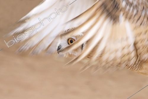 Biosphoto | 1134570 | Pharaoh eagle-owl flying United Arab Emirates | &copy; Xavier Eichaker / Biosphoto