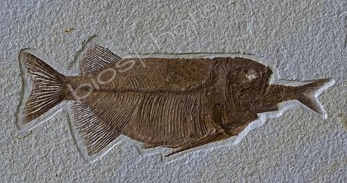 Biosphoto | 237674 | Phareodus eating Knightia fossilized Lincoln County Wyoming | &copy; John Cancalosi / Biosphoto
