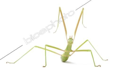 Biosphoto | 1987928 | Phasme en studio | &copy; Michel Gunther / Biosphoto
