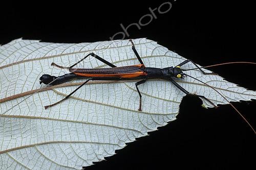 Biosphoto | 2610485 | Phasme (Orthomeria sp), mâle in situ, Catanduanes Island, Philippines | &copy; Frank Deschandol & Philippe Sabine / Biosphoto