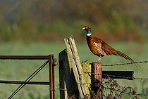 Biosphoto | 2593788 | Pheasant (Phasianus Colchicus) perched on a fence post, England | &copy; Frédéric Desmette / Biosphoto