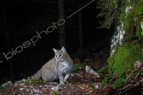 Biosphoto | 2581508 | Phenotypic European Wildcat (Felis silvestris silvestris) photographed by a DSLR camera trap, Eastern Jura, Switzerland | &copy; Daniel Zuppinger / Biosphoto