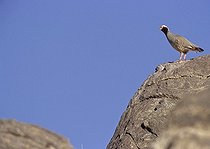 Biosphoto | 1249458 | Philby's Partridge on rocks Saudi Arabia | &copy; Michel Gunther / Biosphoto