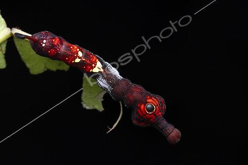 Biosphoto | 2610471 | Philippine Sphinx Moth Caterpillar (Elibia linigera), Nagtipunan, Luzon, Philippines. | © Frank Deschandol & Philippe Sabine / Biosphoto
