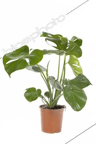 Biosphoto | 589040 | Philodendron en pot | &copy; Claudius Thiriet / Biosphoto
