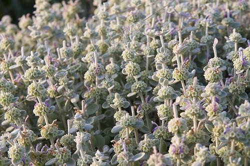 Biosphoto | 2034131 | Phlomis en fleur dans un jardin méditerranéen | &copy; Marc Chatelain / Biosphoto