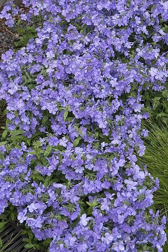 Biosphoto | 2436961 | Phlox bleu (Phlox divaricata) 'Blue Moon' en fleurs | &copy; Alexandre Petzold / Biosphoto
