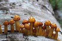 Biosphoto | 1249157 | Pholiota remarkable growing on a stump of wood France | &copy; Pascal Pittorino / Biosphoto