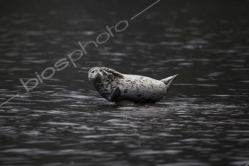Biosphoto | 2047718 | Phoqu tacheté dans l'eau - Kamchatka Russie | &copy; Mike Korostelev / Biosphoto