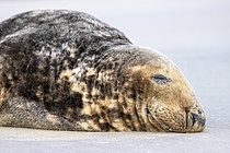 Biosphoto | 2610005 | Phoque gris (Halichoerus grypus) se reposant sur la plage d'Equihen, Côte d'Opale, Pas de Calais, France | &copy; Yann Avril / Biosphoto