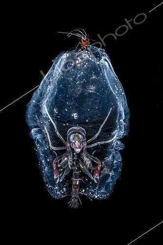 Biosphoto | 2454292 | Phronime (Phronima sp) dans son refuge : un Siphonophore (Siphonophorae sp) photographiée de nuit au dessus de fonds abyssaux. Tahiti, Polynésie française | &copy; Fabien Michenet / Biosphoto