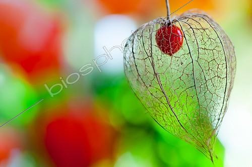 Biosphoto | 2017119 | Physalis en fruit dans un jardin  | &copy; Yann Avril / Biosphoto