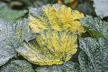 Biosphoto | 2546785 | Physiological leaf yellowing on a yellow-fruited courgette: a classic symptom on yellow-fruited varieties, with no impact on plant health. | &copy; Jean-Michel Groult / Biosphoto