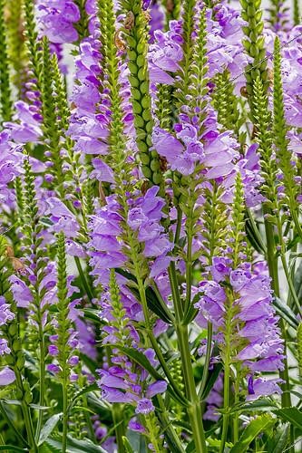 Biosphoto | 2146163 | Physostegia virginiana 'Grandiflora Rose' | &copy; Alain Kubacsi / Biosphoto