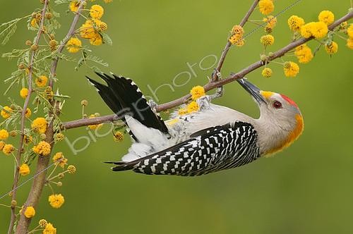 Biosphoto | 2414475 | Pic à front doré (Melanerpes aurifrons) mâle, Texas, USA | &copy; Alan Murphy / BIA / Biosphoto