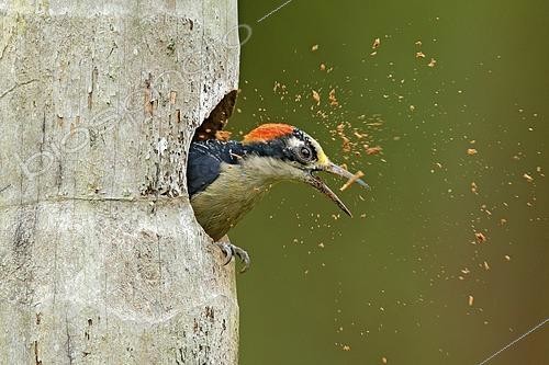 Biosphoto | 2609880 | Pic de Pucheran (Melanerpes pucherani), nettoyant la cavité de nidification, Costa Rica. | &copy; Ondrej Prosicky / imageBROKER / Biosphoto