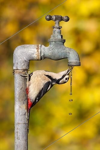 Biosphoto | 1822055 | Pic épeiche buvant à un robinet à eau GB | &copy; Frédéric Desmette / Biosphoto