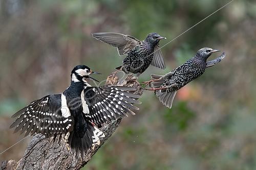Biosphoto | 2598302 | Pic épeiche (Dendrocopos major) femelle houspillant des Etourneaux sansonnets (Sturnus vulgaris) Parc naturel régional des Vosges du Nord, France | &copy; Michel Rauch / Biosphoto