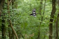Biosphoto | 2586217 | Pic épeiche (Dendrocopos major) Mâle en vol dans une forêt de feuillus au printemps, Environs de Malzéville, Lorraine, France | &copy; André Simon / Biosphoto
