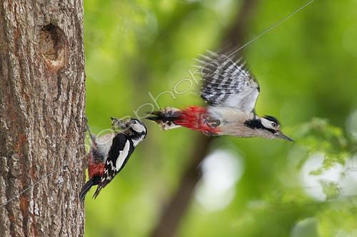 Biosphoto | 2088936 | Pic épeiche (Dendrocopos major) nourrisage dans une cavitée au printemps, Canton de Genève, Suisse. | &copy; Christian Fosserat / Biosphoto