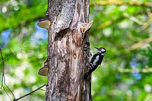 Biosphoto | 2621176 | Pic épeiche (Dendrocopos major) nourrissage d'un jeune au nid, polypores sur arbre mort, bord de la Meurthe, Moulin Noir Champigneulles, Lorraine, France | &copy; Stéphane Vitzthum / Biosphoto