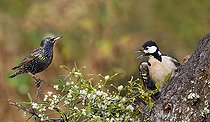 Biosphoto | 2496011 | )Pic épeiche (Drendrocopos major) se houspillant avec un Etourneau sansonnet (Sturnus vulgaris, Parc naturel régional des Vosges du Nord, France | &copy; Michel Rauch / Biosphoto